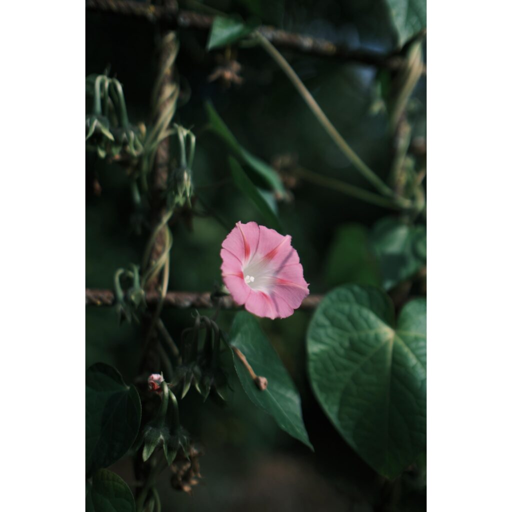 Photo Jardin Sauvage, par David Perroud